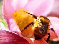 Honeybee feeding at a pink flower