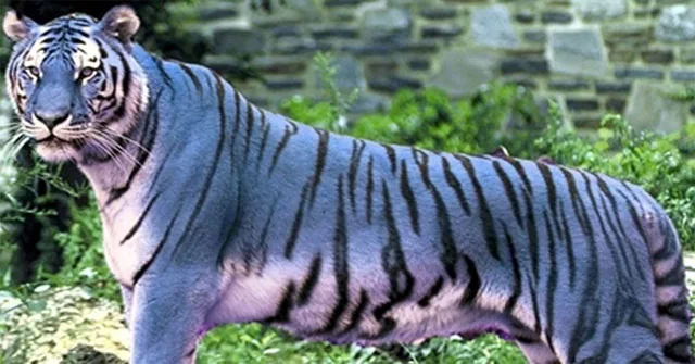 Blue-tinted tiger illustration representing the unverified legend