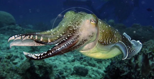 Cuttlefish swimming above a marine habitat
