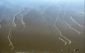 Tracks left by moving stones on wet Racetrack Playa in December 2013