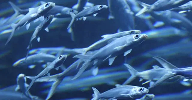 School of fish used as context for aquatic rest, not a shark study photograph