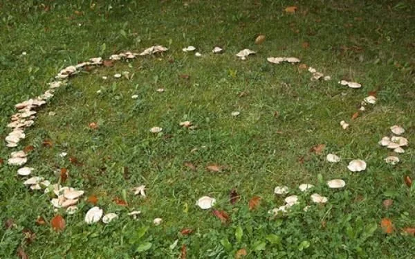 Mushrooms forming a ring across green grass