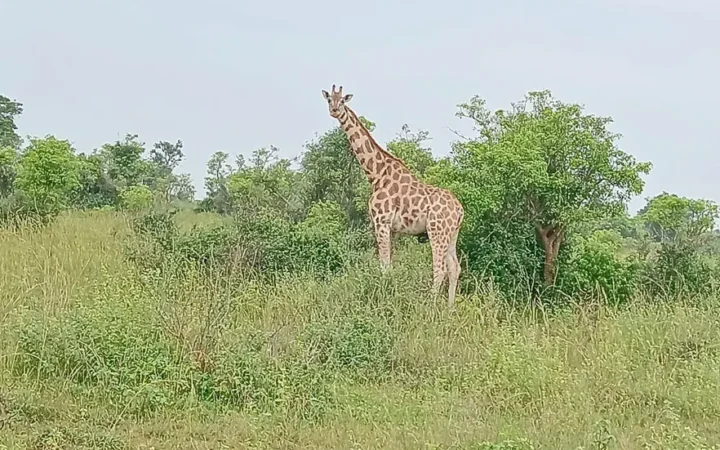 A giraffe with its long neck raised in vegetation in Uganda.