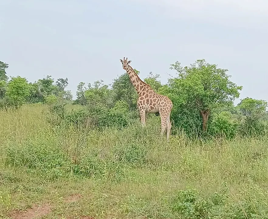 A giraffe with its long neck raised in vegetation in Uganda.