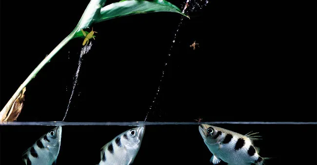 Archerfish directing water toward prey above the surface