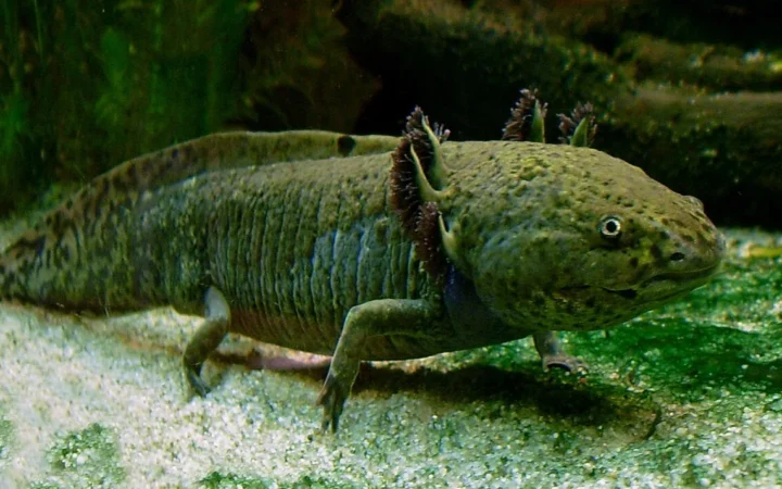 A captive axolotl