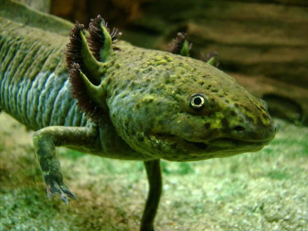 Axolotl showing external gills and the head