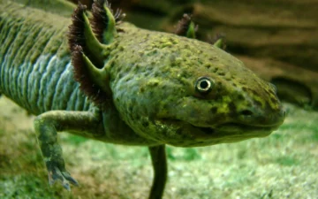 Axolotl showing external gills and the head