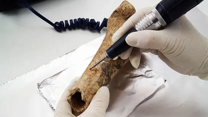 Old femur used to illustrate radiocarbon dating of organic remains