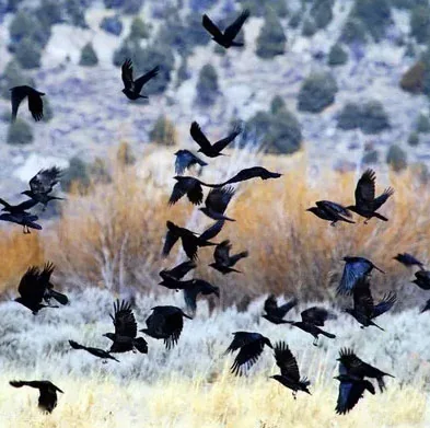 Crows gathered in flight and on grass, used as context for learned threat responses