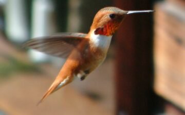 Hummingbird hovering with its wings in motion