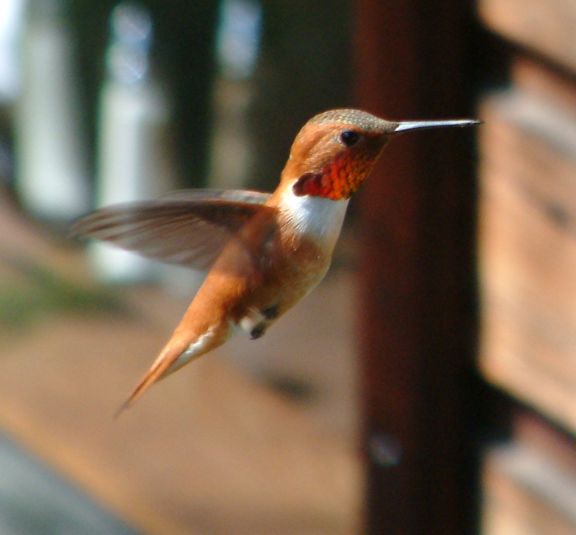 Hummingbird hovering with its wings in motion