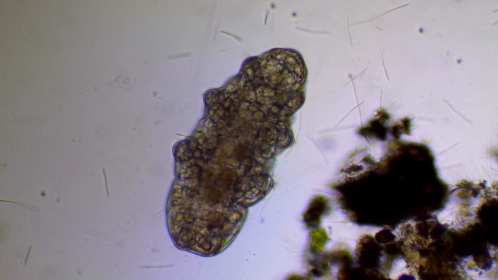 Microscope view of a tardigrade, also called a water bear