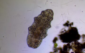 Microscope view of a tardigrade, also called a water bear