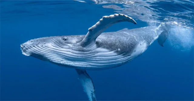 Whale swimming underwater, used as context rather than evidence of sleep