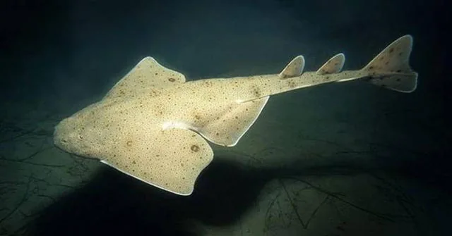 Deep-sea fish illustrating the living-fossil discussion