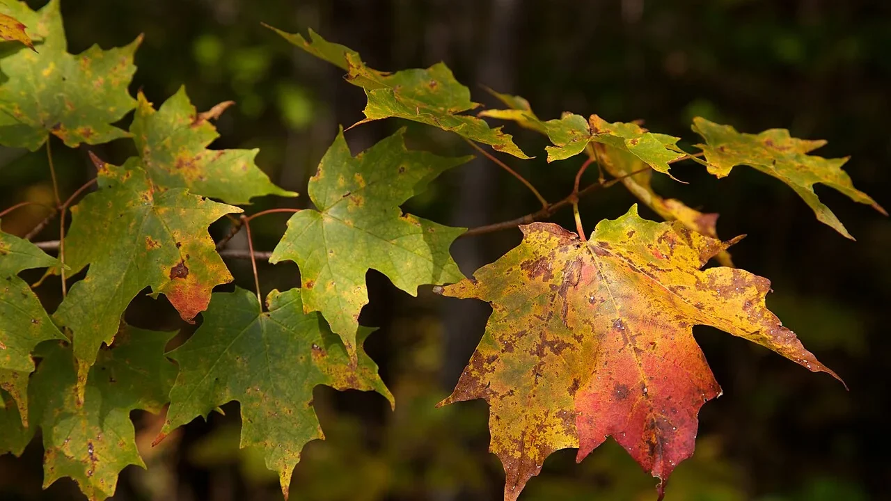 Sugar maple leaves showing red and orange autumn colors.