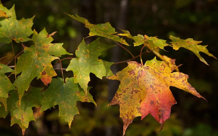 Sugar maple leaves showing red and orange autumn colors.