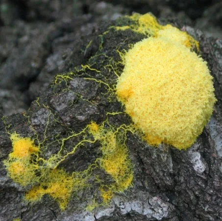 Yellow slime mold spreading across a dark surface