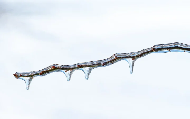 Clear ice coats a twig and its buds.