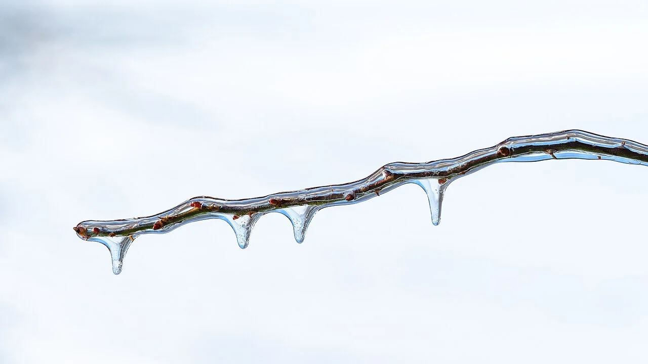 Clear ice coats a twig and its buds.