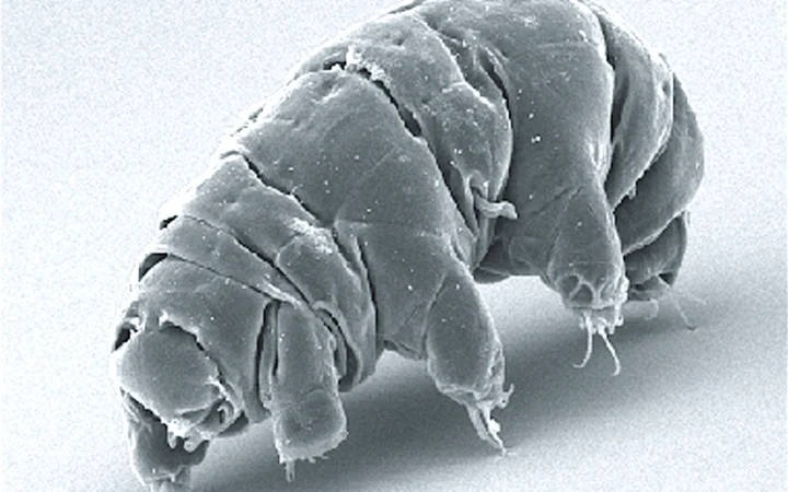 Scanning electron microscope image of an active Milnesium tardigradum tardigrade.