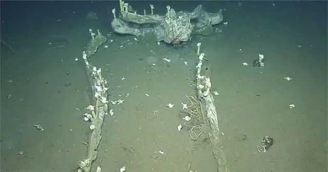 Whale skeleton on the deep seabed surrounded by marine life