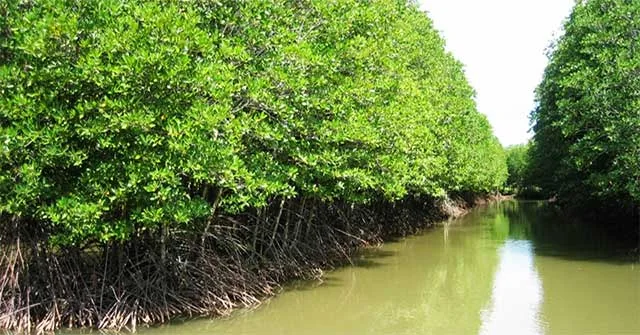 Mangrove trees and exposed roots beside tidal water