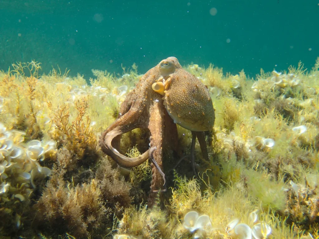 Common octopus photographed in its marine habitat