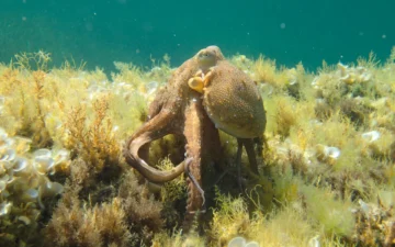 Common octopus photographed in its marine habitat