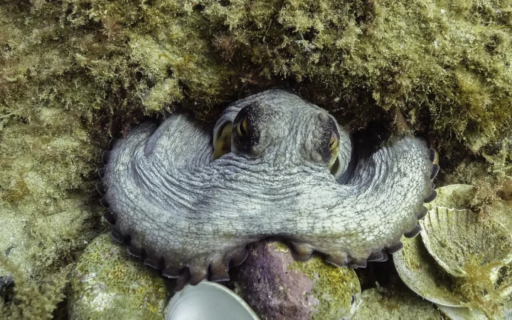 A common octopus resting underwater in Arrábida Natural Park, Portugal.