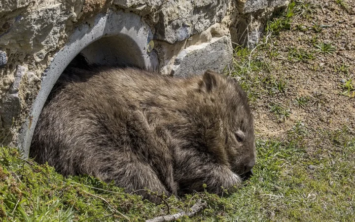 A common wombat on Maria Island in Tasmania