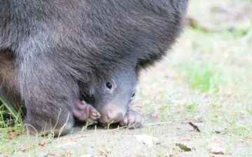 Common wombat, the animal studied for its cube-shaped droppings