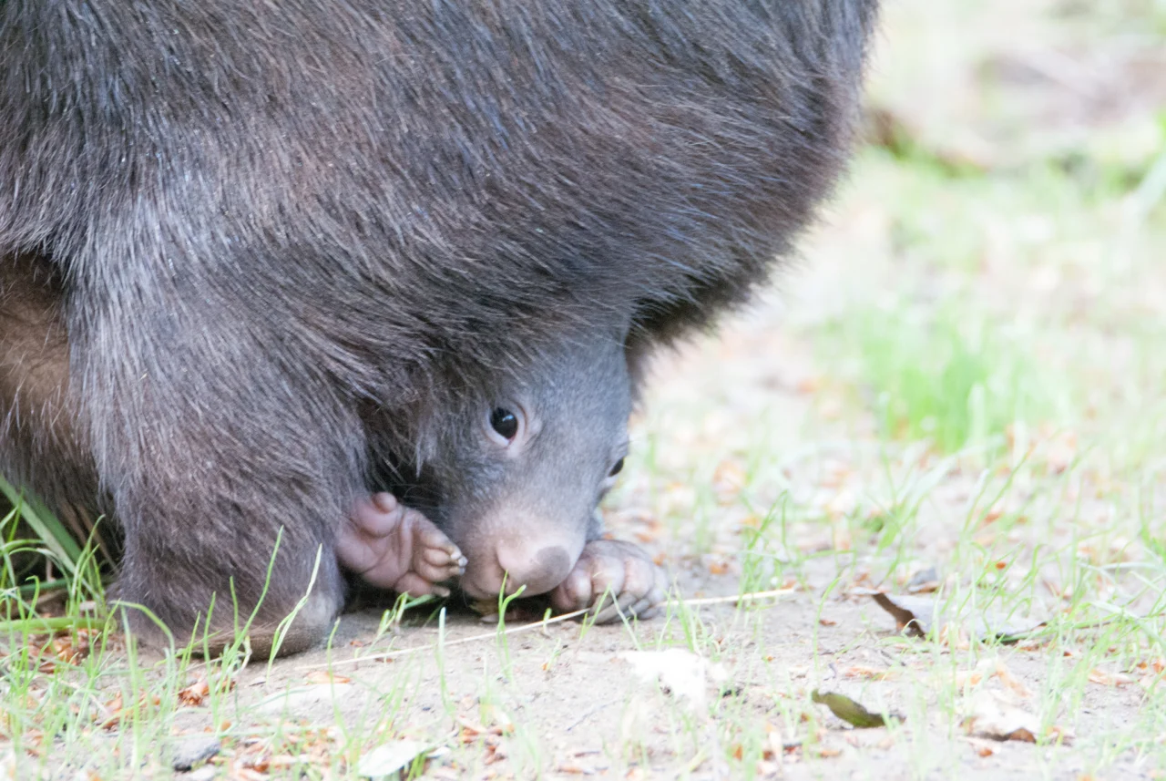 Common wombat, the animal studied for its cube-shaped droppings